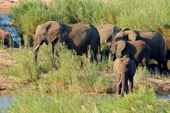 Herd of African elephants (Loxodonta africana) in natural habitat, Kruger National Park, South Africa

