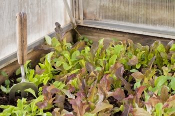 a dense crop of green and red baby lettuce in a corner of greenhouse