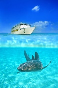 Nurse shark in the crystal clear waters at Grand Cayman, with a cruise liner above water in the background. Crystal clear waters
