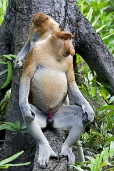 Proboscis monkey in the mangrove, Kota Kinabalu 

