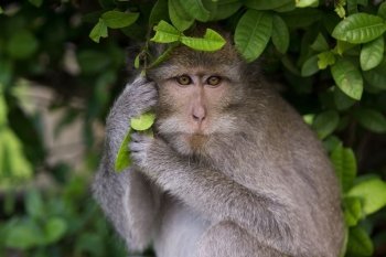 A macaque monkey in Bali, Indonesia