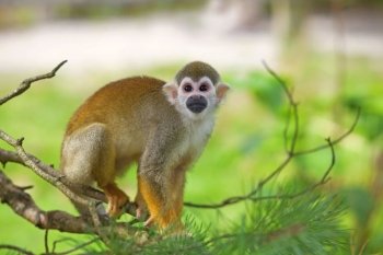 A common squirrel monkey playing in the trees 

