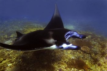 Manta ray at Manta Point divesite, Bali, Indonesia