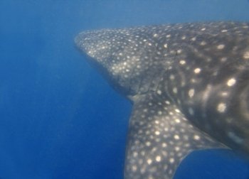 Whaleshark at Donsol, Philippines 

