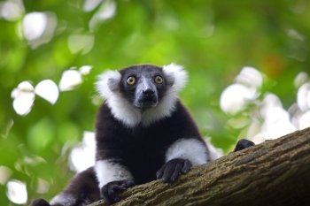 Black-and-white Ruffed Lemur peaking out from a tree