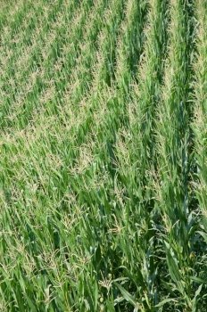 A green field of corn (Zea mays) in summer season. Green corn field in summer