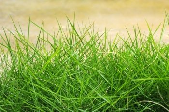 Green Summer Grass