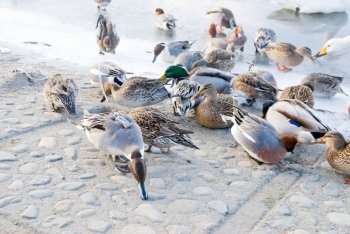 Ducks foraging in walkway near icy river. Hokkaido, Japan. One of the duck have wirless set on its back.