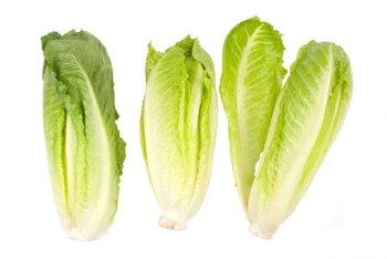 Lettuce vegetable on white background (Lettuce sativa) 