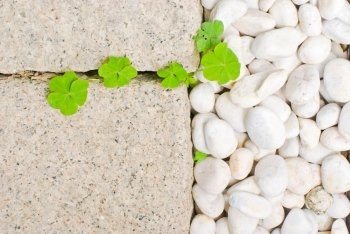 white pebble with green leaf in garden