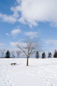 Footprint in the snow, bald tree and vacant chair,  Hokkaido, north of Honshu, Japan,  northeast Asia