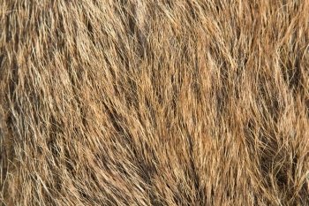 Fur Background. Texture of red rough fur, textured background