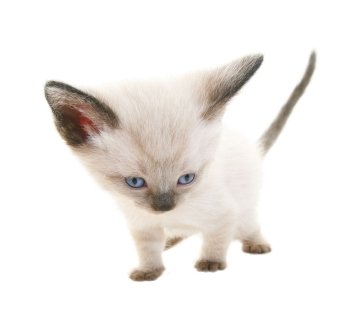 Tiny three week old baby Siamese kitten.  Shot on white background.  Extreme wide angle view.