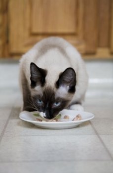 A purebred, Snowshoe Lynx-Point Siamese kitten eating wet catfood from a saucer, in a modern kitchen.