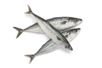  Fresh mackerel fishes on white background