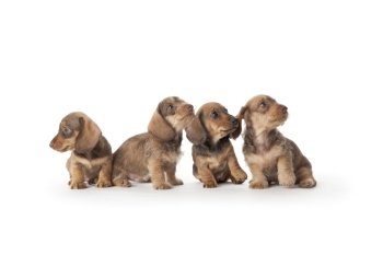Four wire-haired dachshund puppies 
