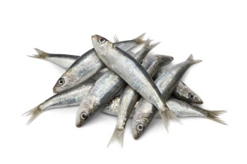  Fresh raw sardines on white background