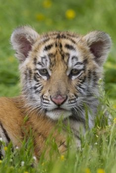 Tiger cub in deep grass and yellow flowers. Tiger Cub