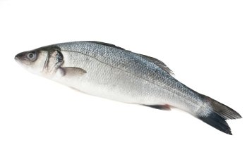 sea bass isolated on white with clipping path