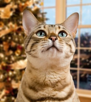 Close up of cat at Christmas 