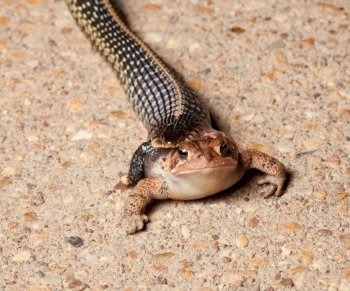 Garter snake attacking and eating a much larger toad on concrete path