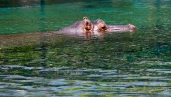 Top of head of a hippopotamus above the waterline