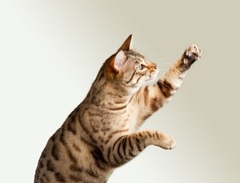 Cute bengal cat reaching up for unknown object and showing its claws