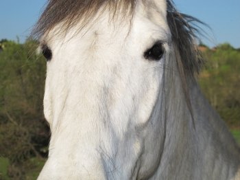 A beautiful white horse with deep gaze