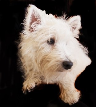 West Highlands Terrier isolated over black background