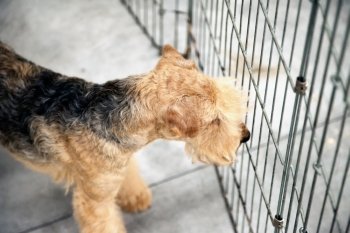 Brown Terrier in a cage, horizontal image