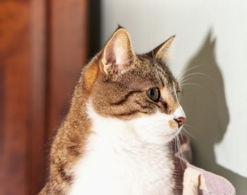 Cat looking, with shadow on the wall, horizontal image