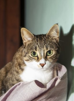Threatening looking green eyed cat, vertical image