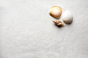 A shell on a background of golden warm sand