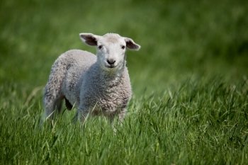 A lamb isolated against a green meadow