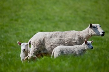 A ewe with two lambs isolated against green grass