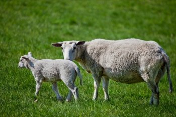 A mother sheep, a ewe, with her lamb in a green pasture