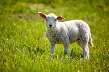 A small lamb in a pasture of sheep looking curious at the camera