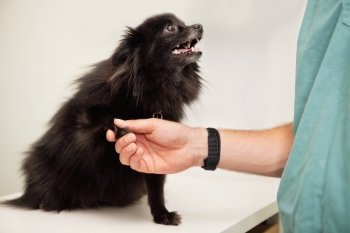 Close-up of veterinarian examining dog’s paw - greeting pet