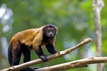 Brown Capuchin Monkey in the Brazilian forest