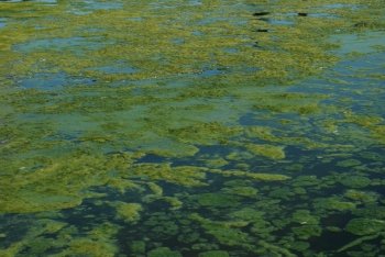 green algae swamp background