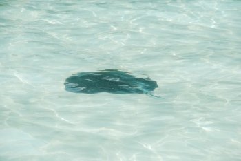 black ray on translucid water at Maldives
