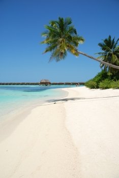 beautiful scene beach with gorgeous palm tree in Maldives