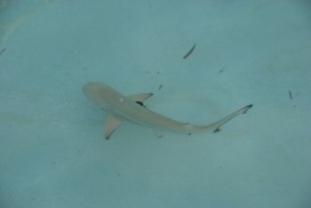 Carcharhinus melanopterus or blacktip reef shark on Maldives coast
