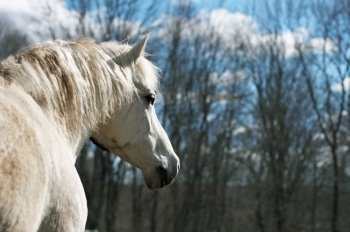 White horse on a background of a wood