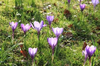 A couple of crocuses in the early spring sun