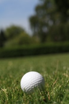 A golfball in the grass