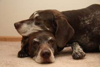 Two senior female german shorthaired pointers, using eachother as pillow