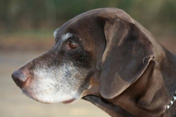 A portrait of a german shorthaired pointer, female, nine years old
