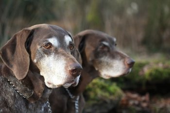 two senior german shorthaired pointers, nine year old females