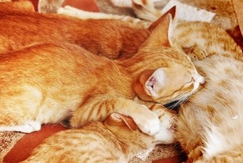 Kittens having breast feed by her mum
